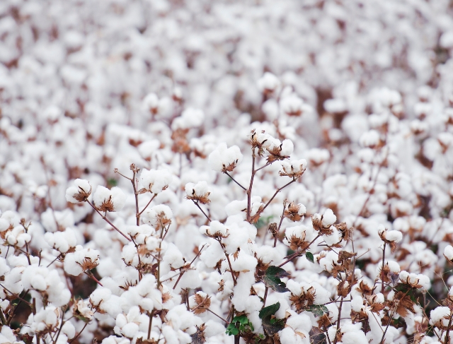 ALGODÃO/CEPEA: Posição firme de produtores sustenta cotação