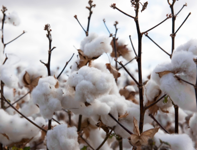 ALGODÃO/CEPEA: Indicador cai em novembro pelo 6º mês consecutivo