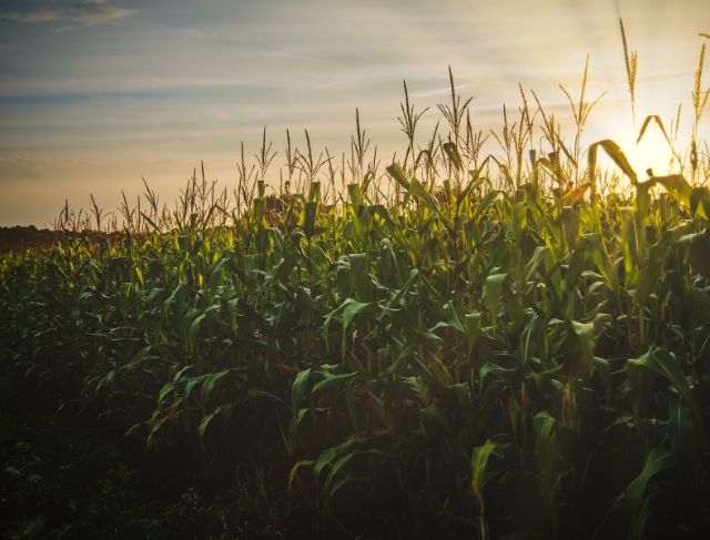 MILHO/CEPEA: Produtor segue focado na semeadura; demanda está pontual